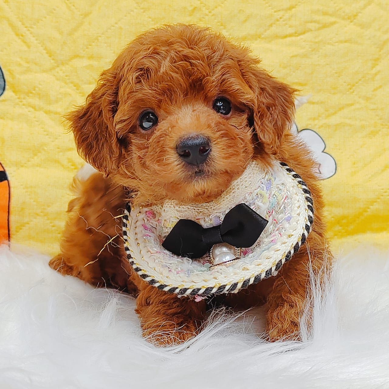Poodle 娉拌开璐靛