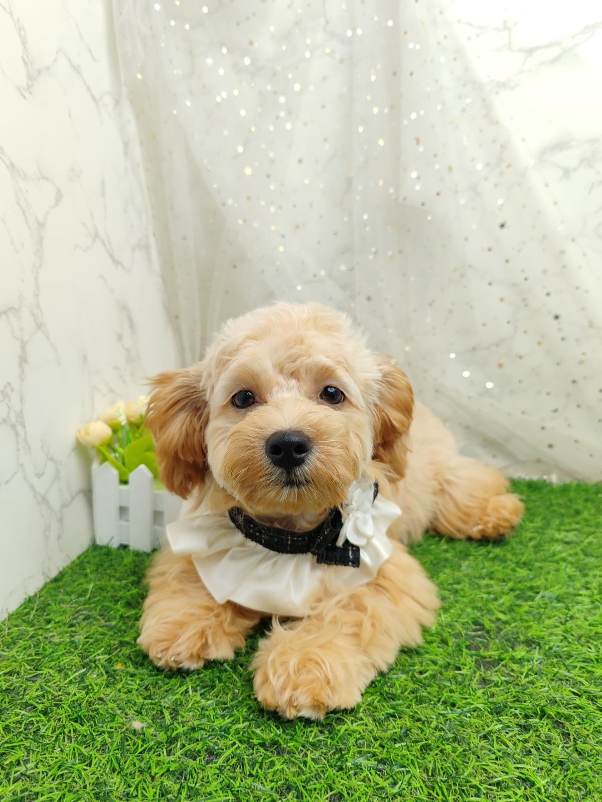 Poodle 娉拌开璐靛