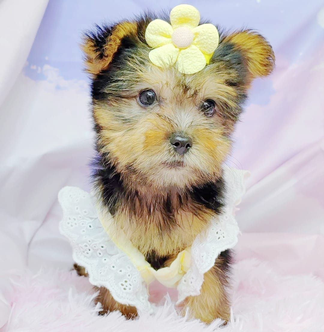 Yorkshire Terrier 约克夏