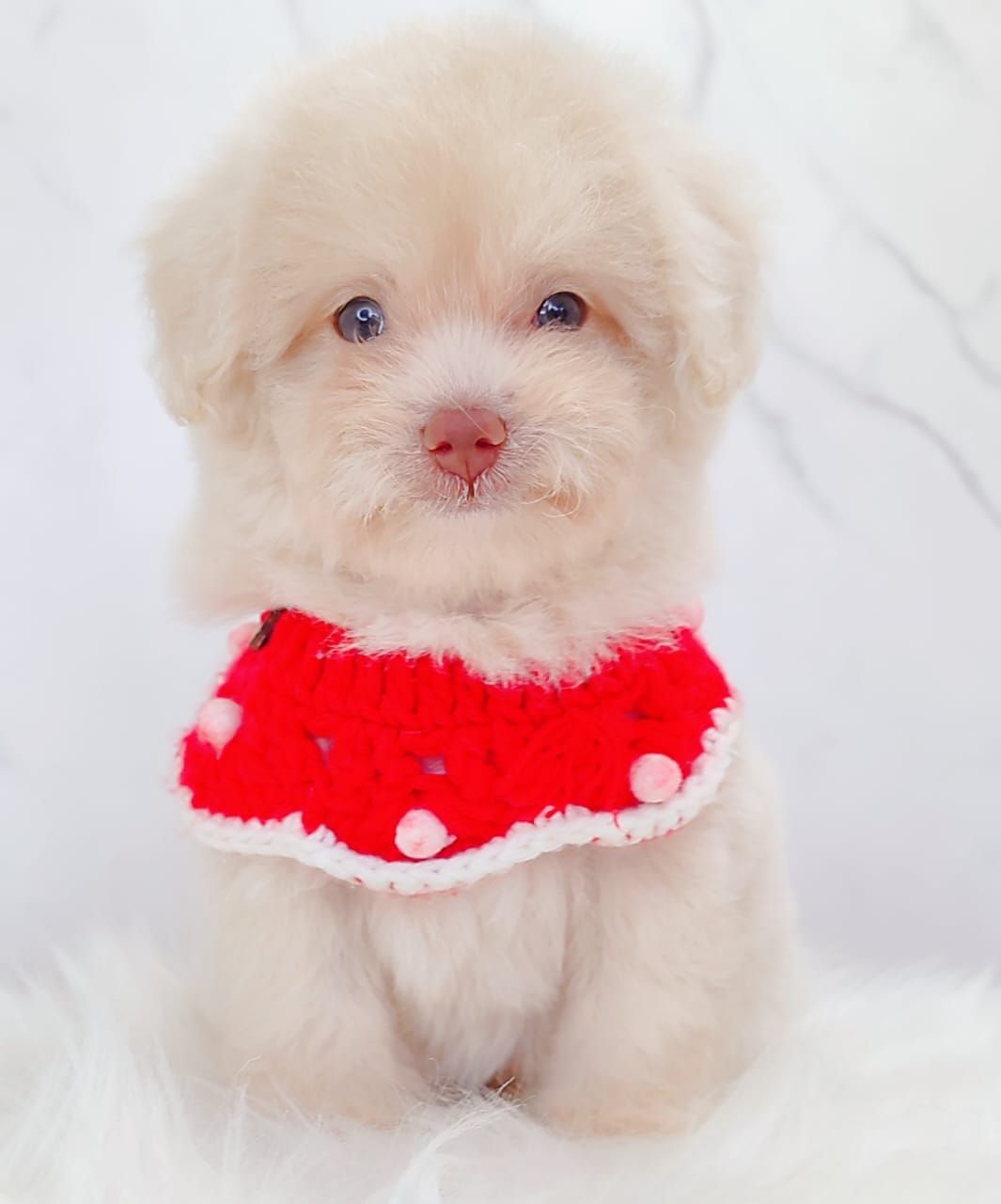 Maltipoo 马尔泰迪