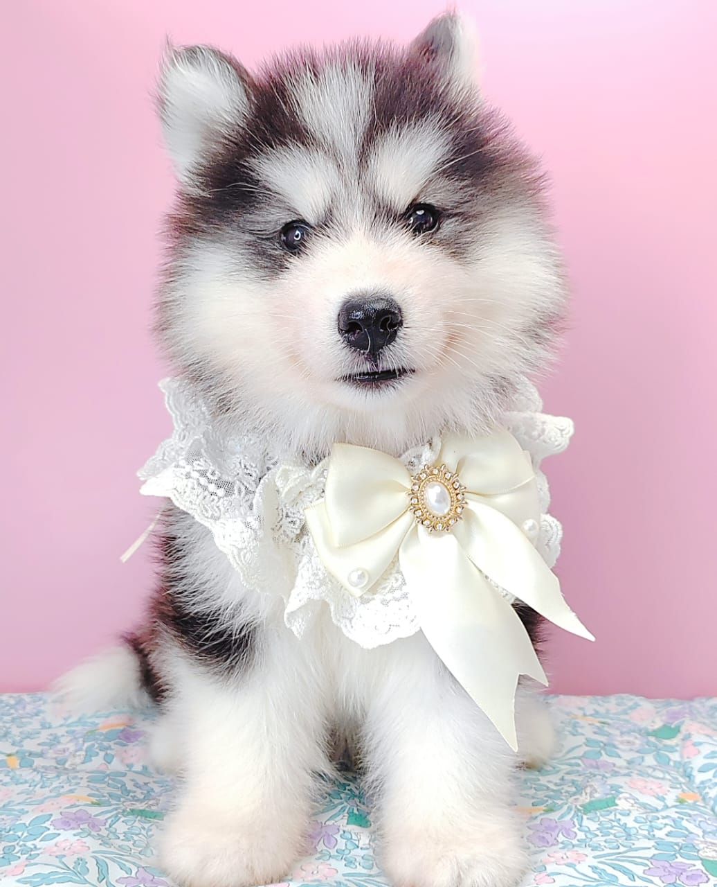 Wooly Husky 哈士奇