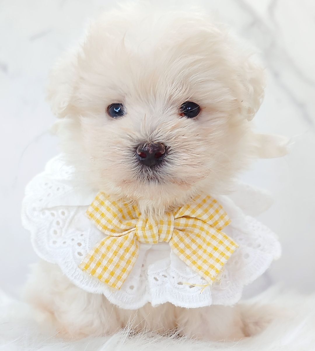Maltipoo 马尔泰迪