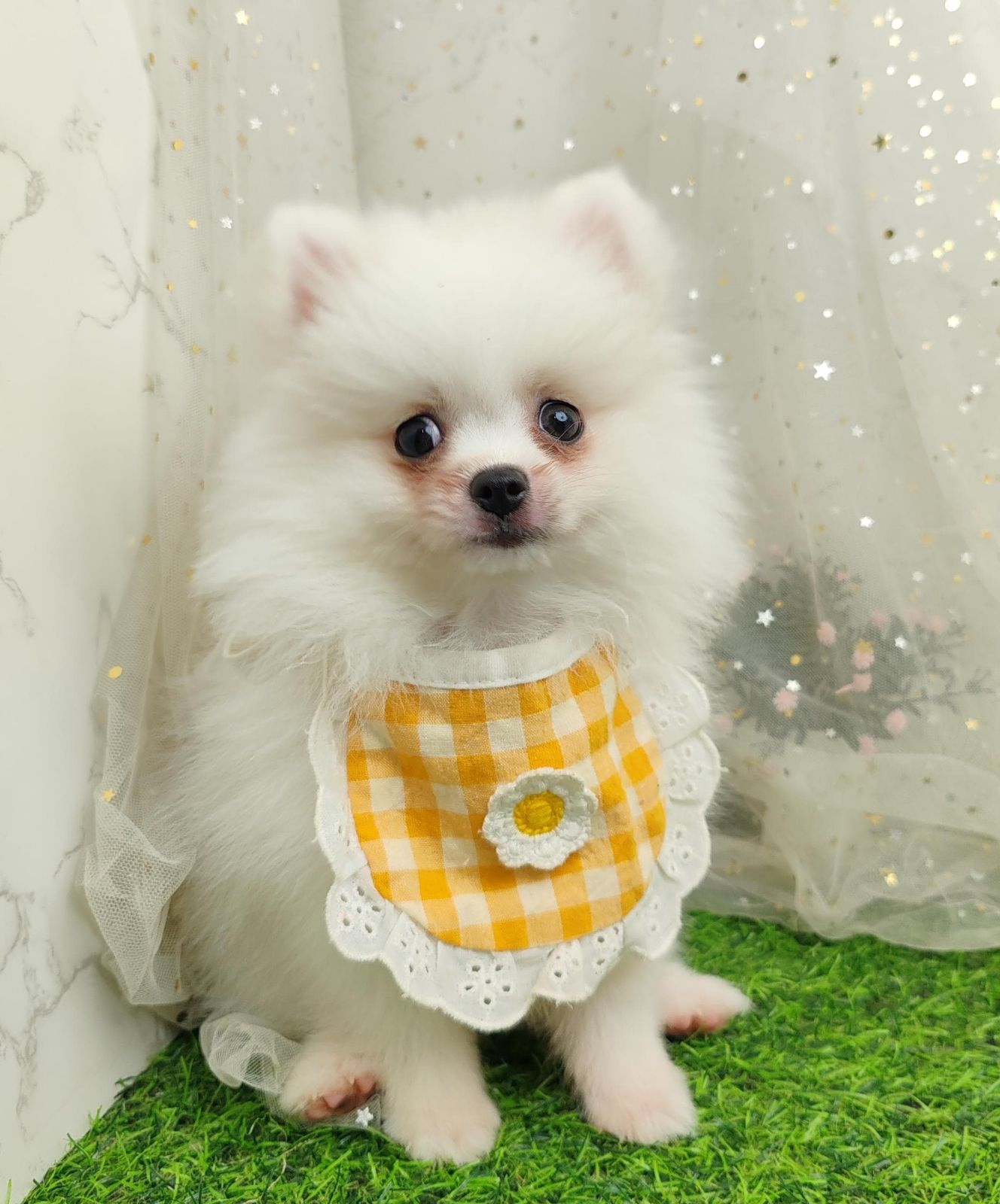 Pomeranian 博美
