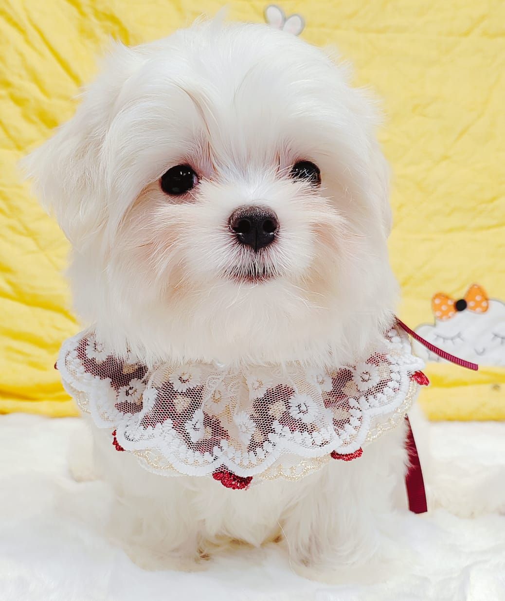 Maltese 马尔济斯