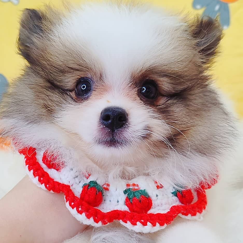 Pomeranian 博美