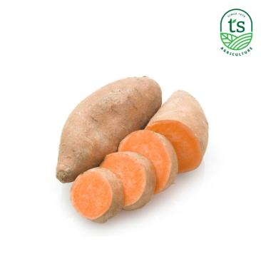 Orange Sweet Potato 平原橙蕃薯 10kg/ctn
