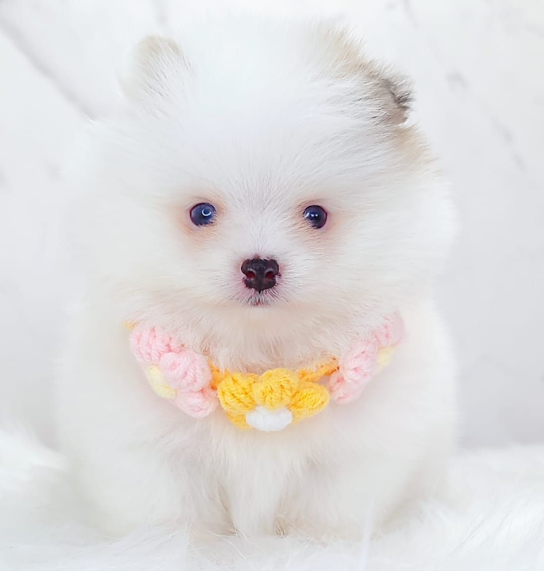 Pomeranian 博美