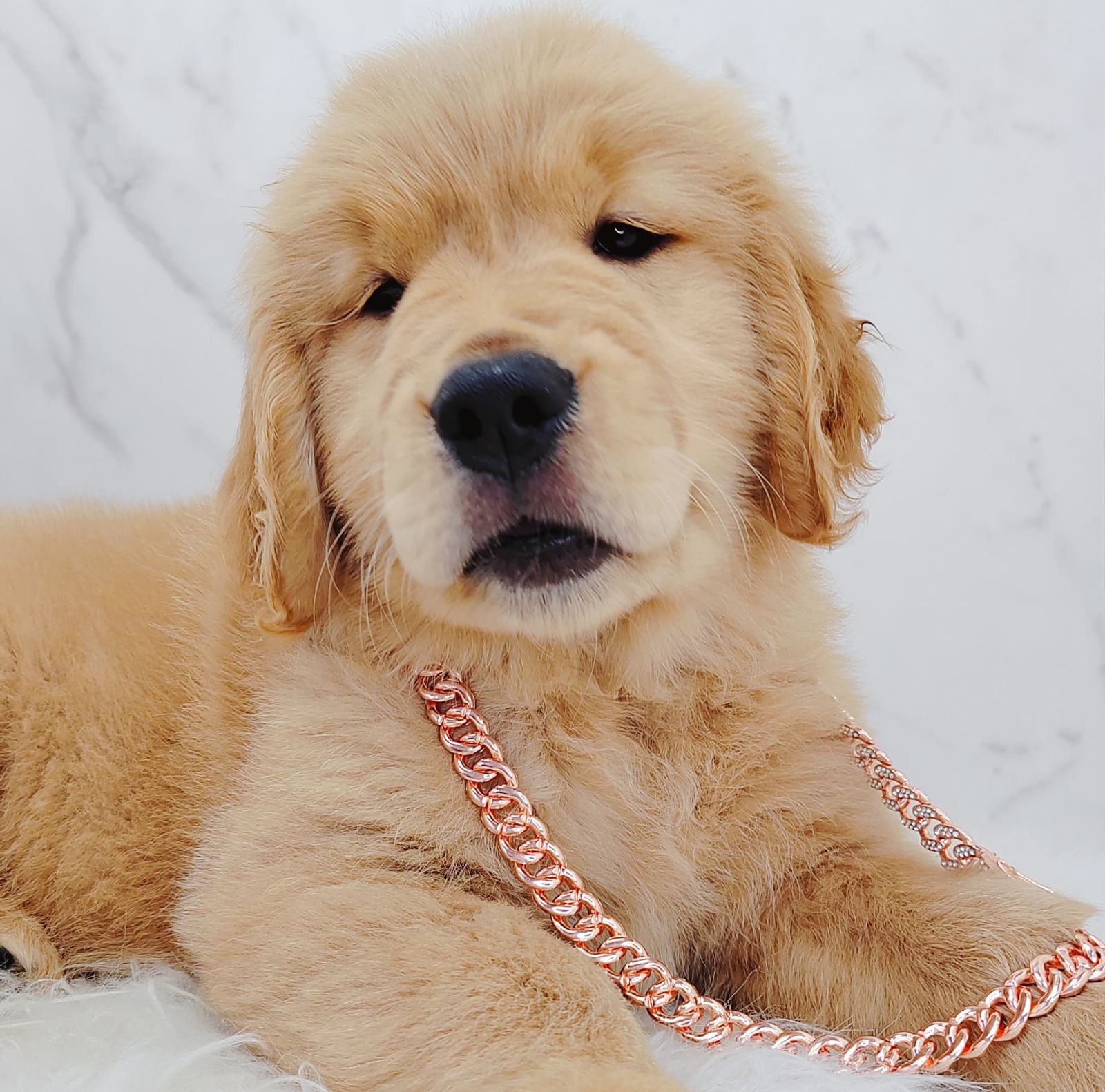 Golden Retriever 黄金猎犬