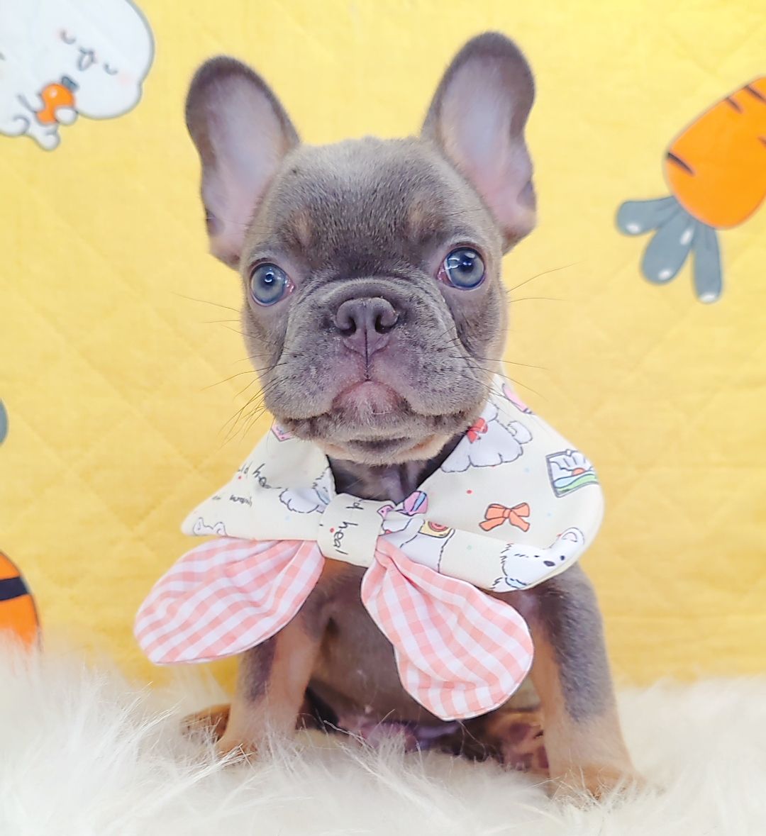 French Bulldog 法斗