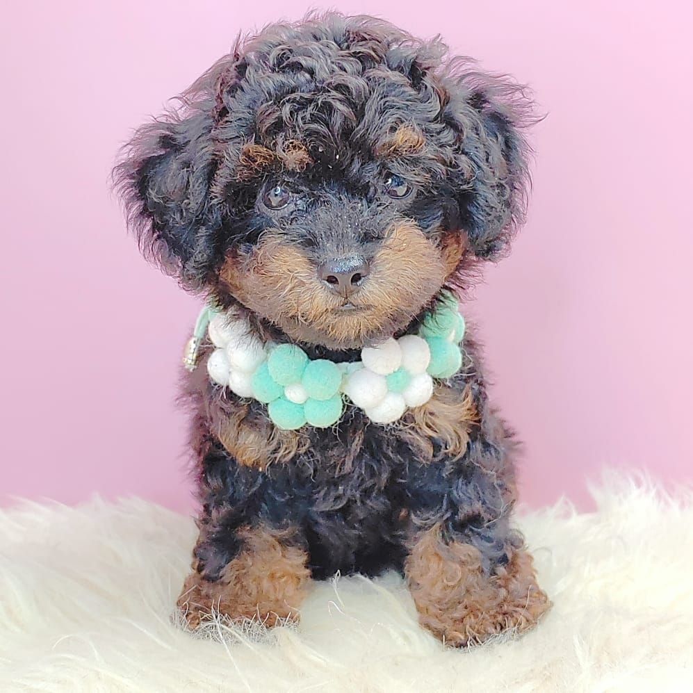Poodle 娉拌开璐靛