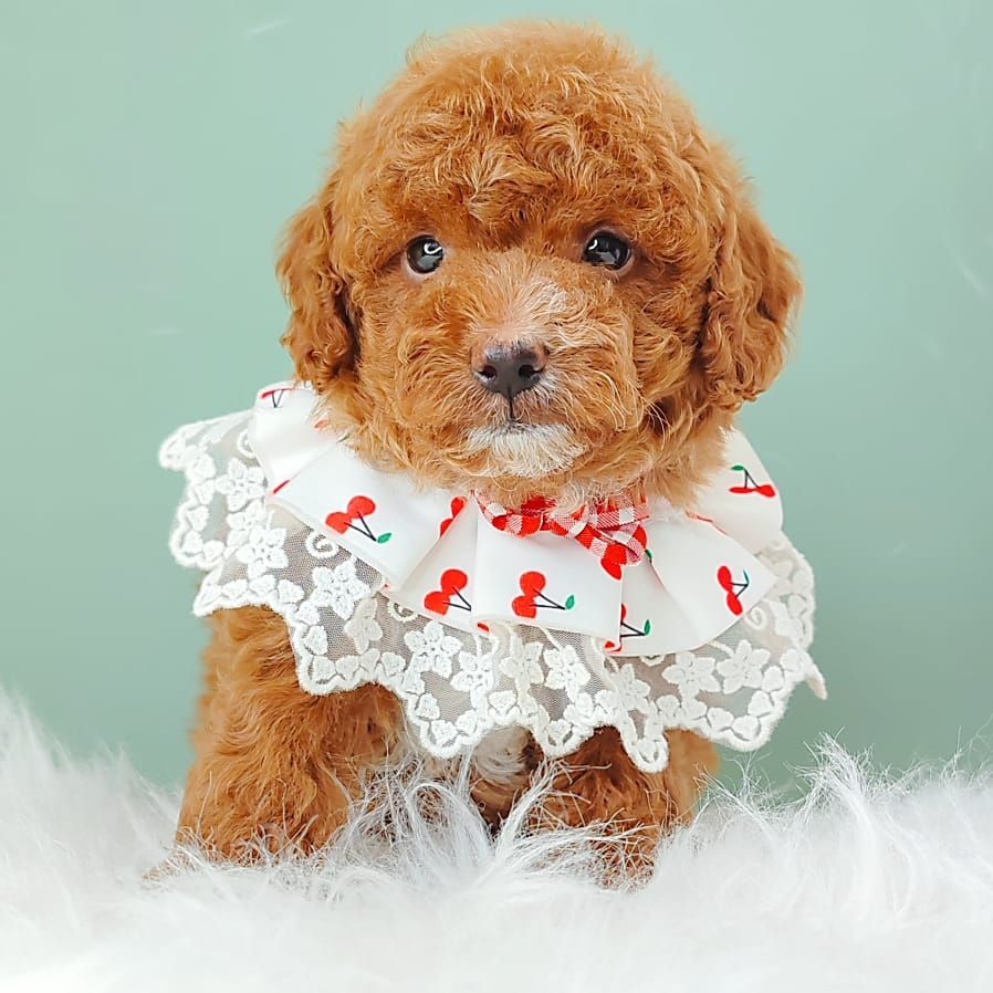 Poodle 娉拌开璐靛