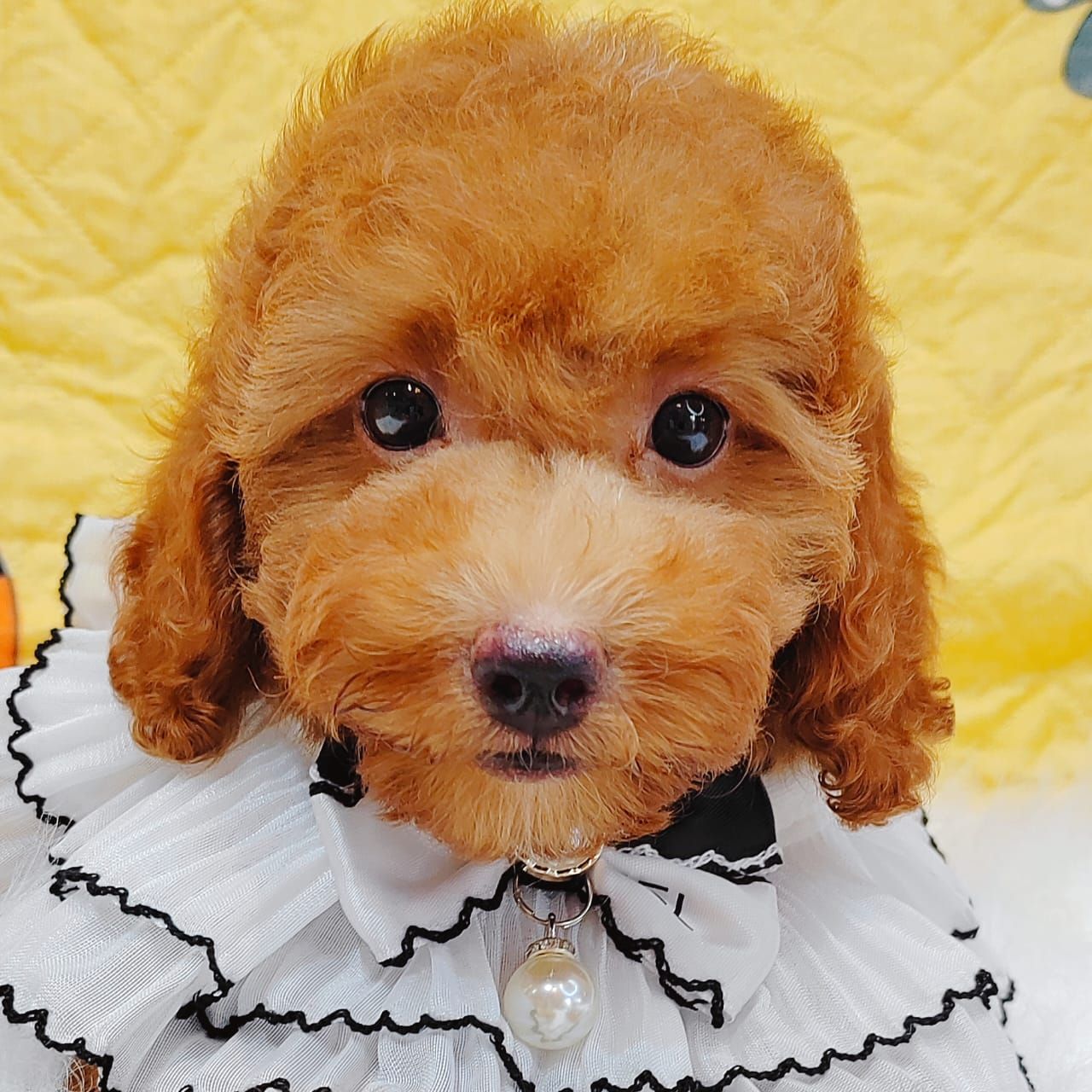 Poodle 娉拌开璐靛