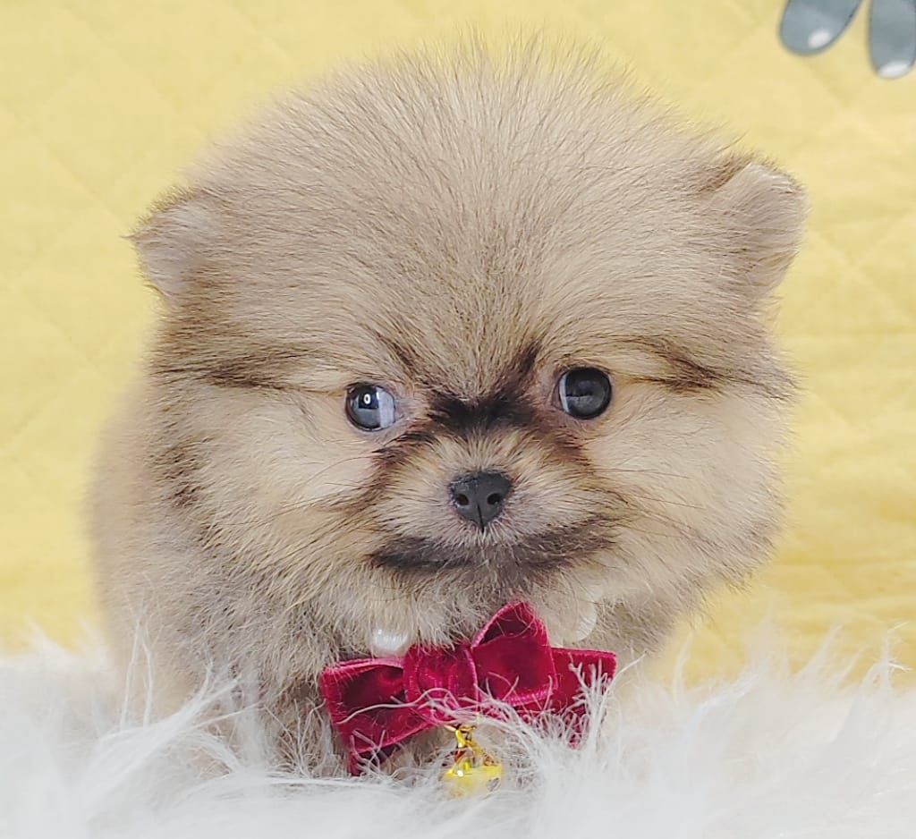 Pomeranian 博美