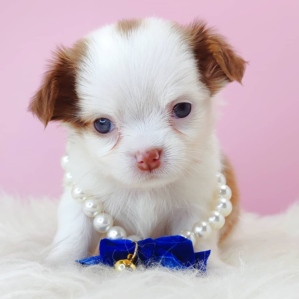 Chihuahua 吉娃娃