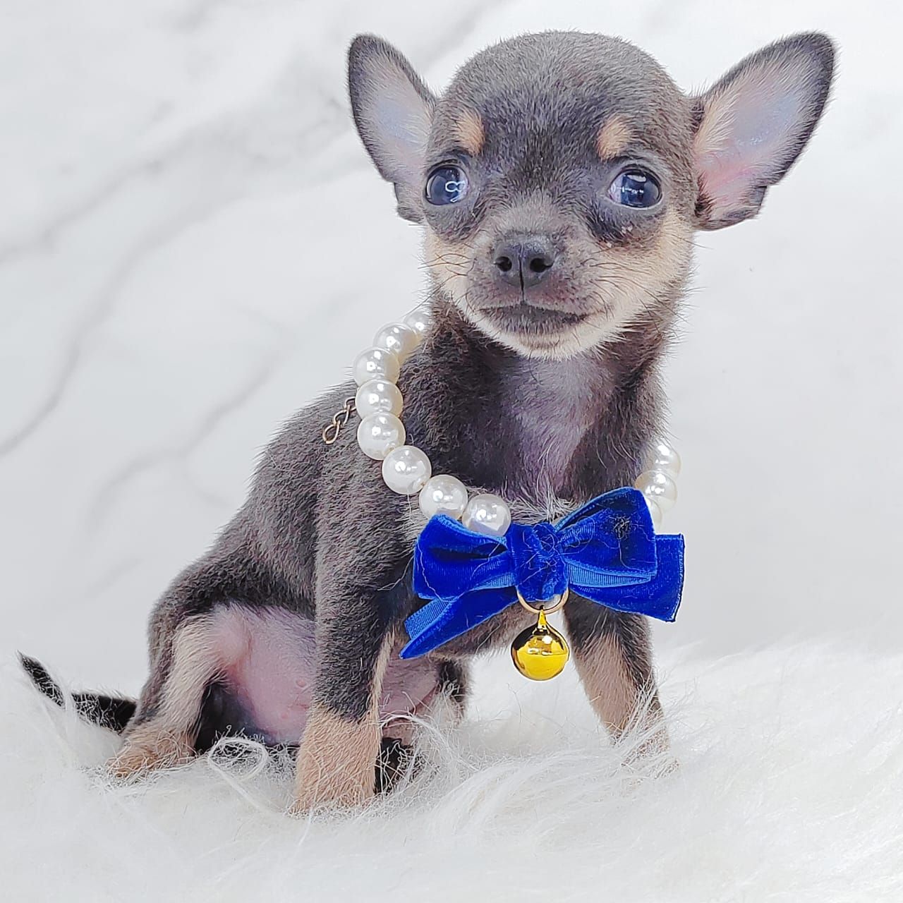 Chihuahua 吉娃娃