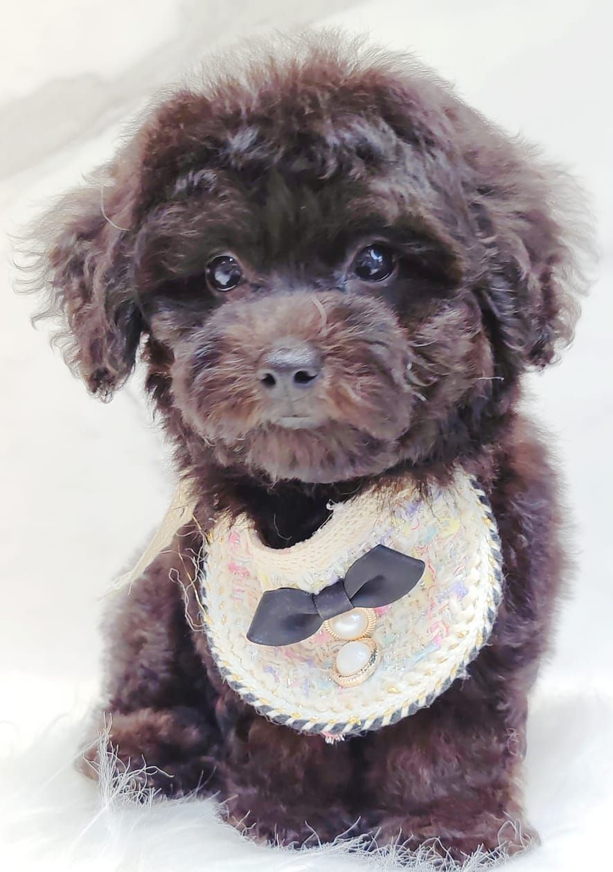Poodle 璐靛娉拌开