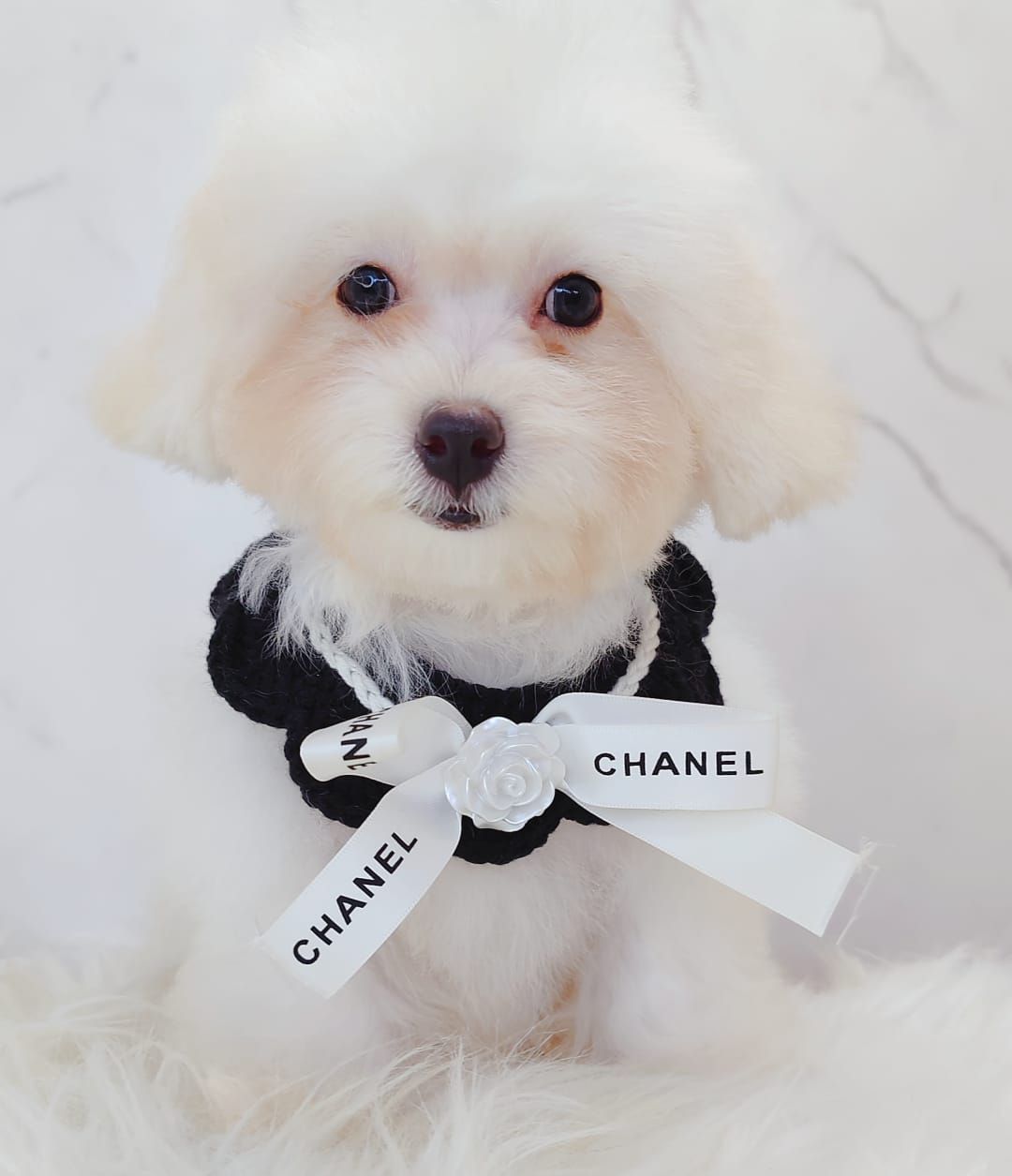Poodle 娉拌开璐靛