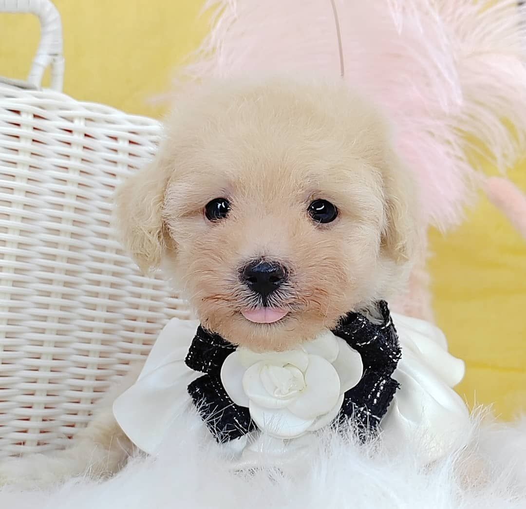 Poodle 娉拌开璐靛