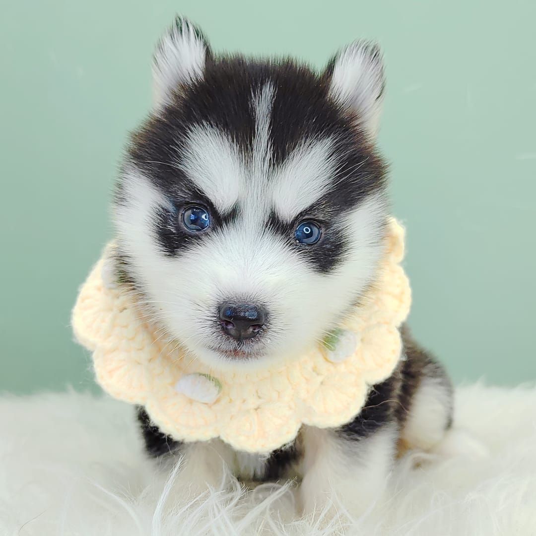 Pomsky 博士奇