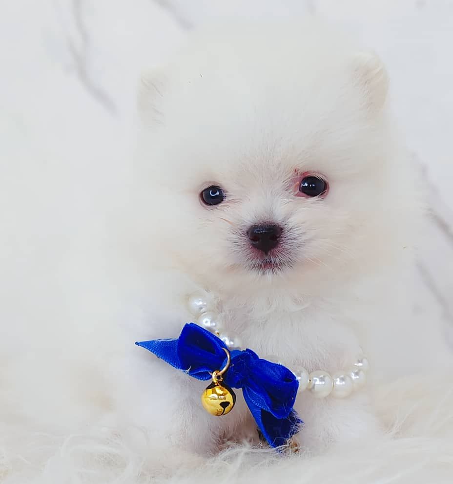 Pomeranian 博美