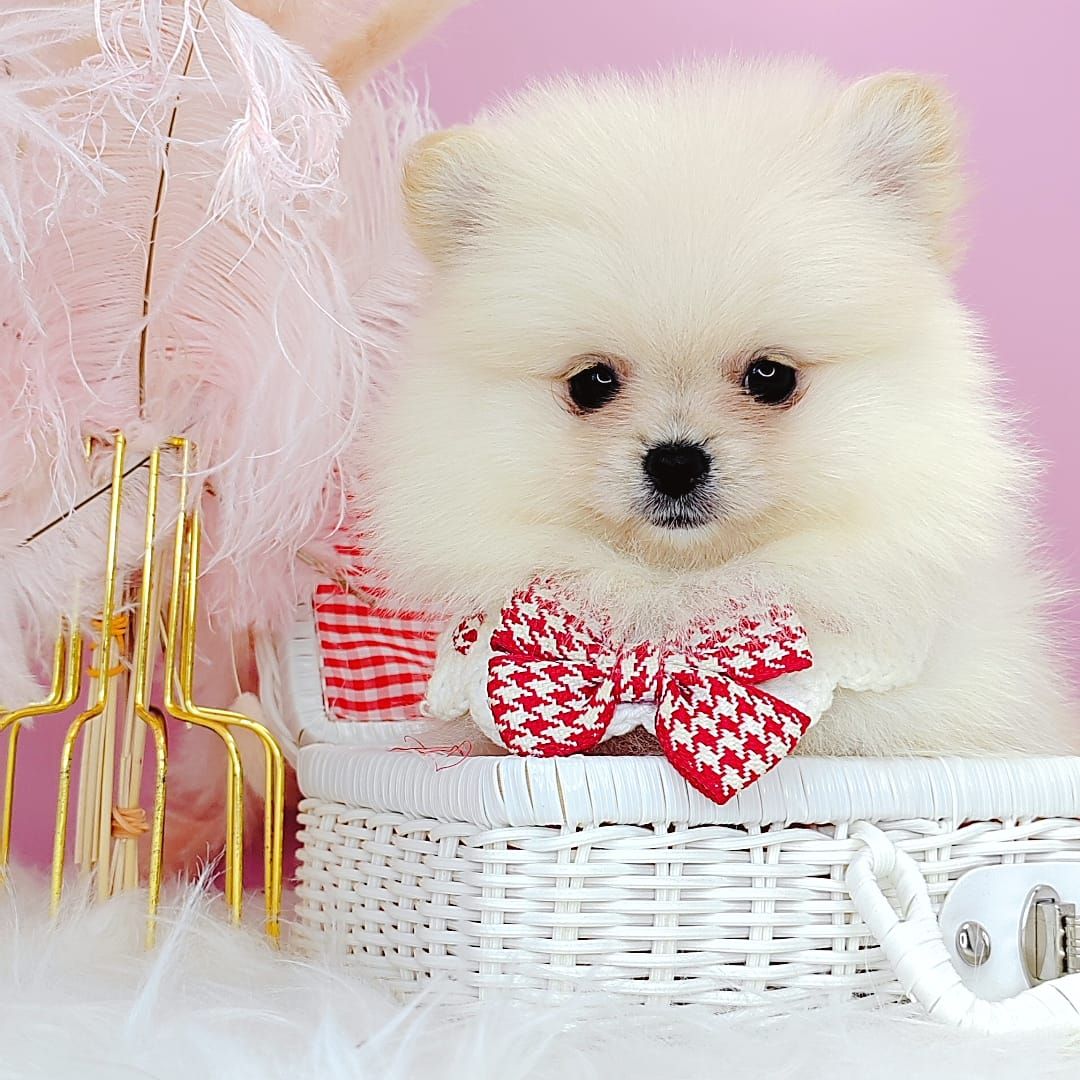 Pomeranian 博美
