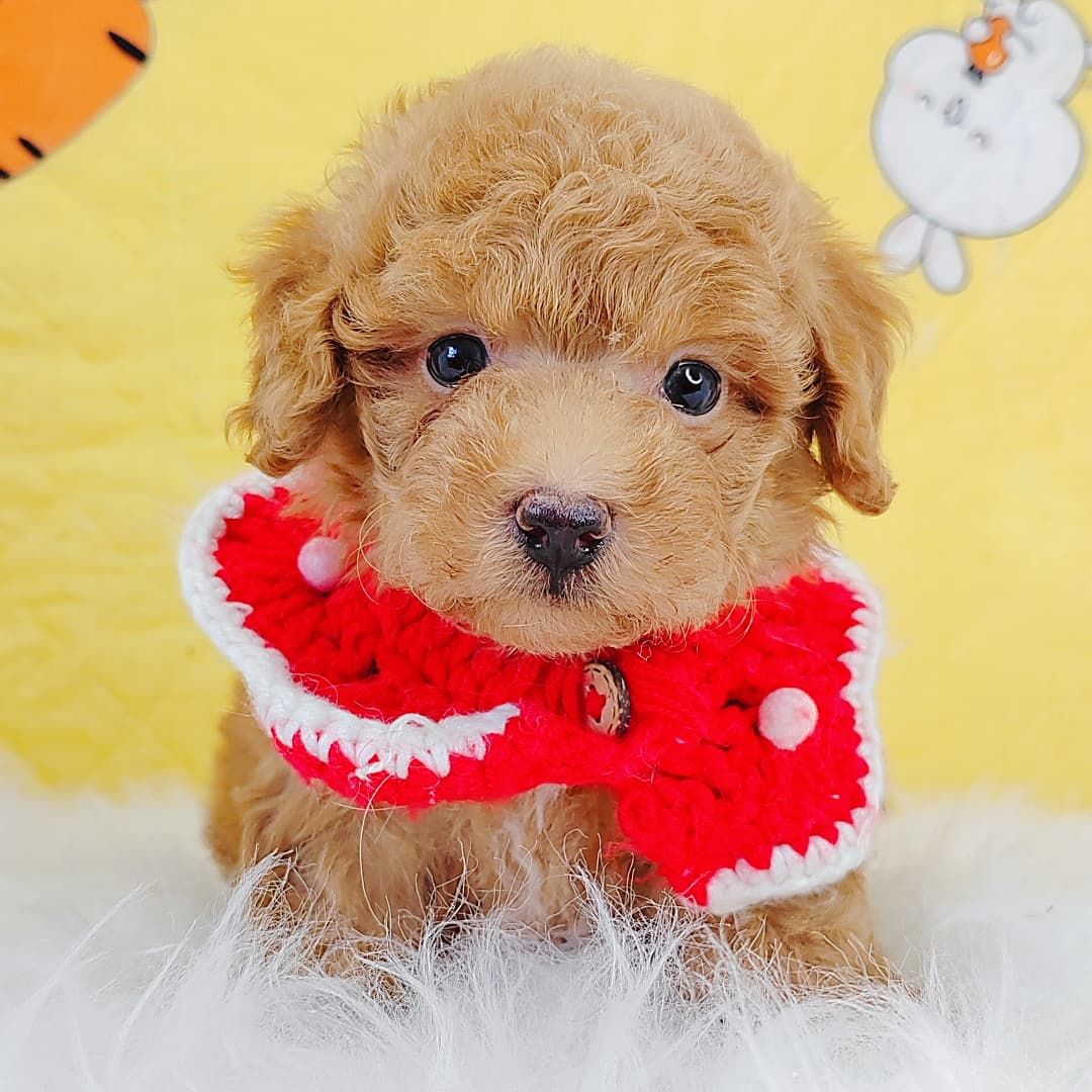 Poodle 娉拌开璐靛