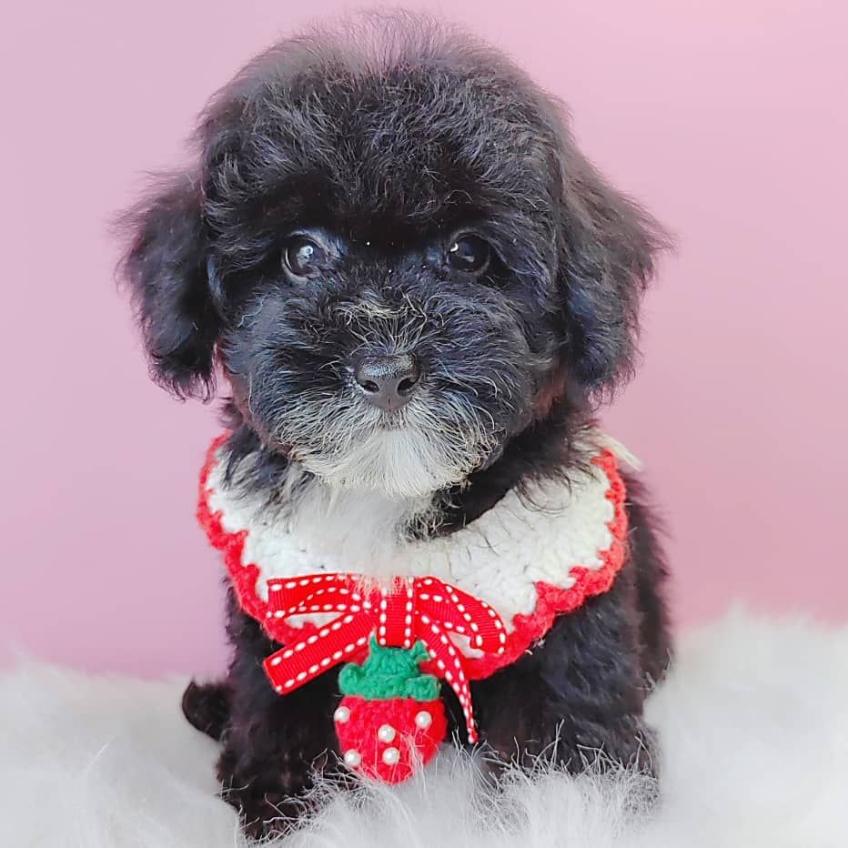 Poodle 娉拌开璐靛