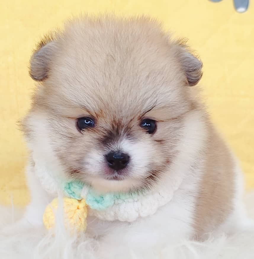 Pomeranian 博美