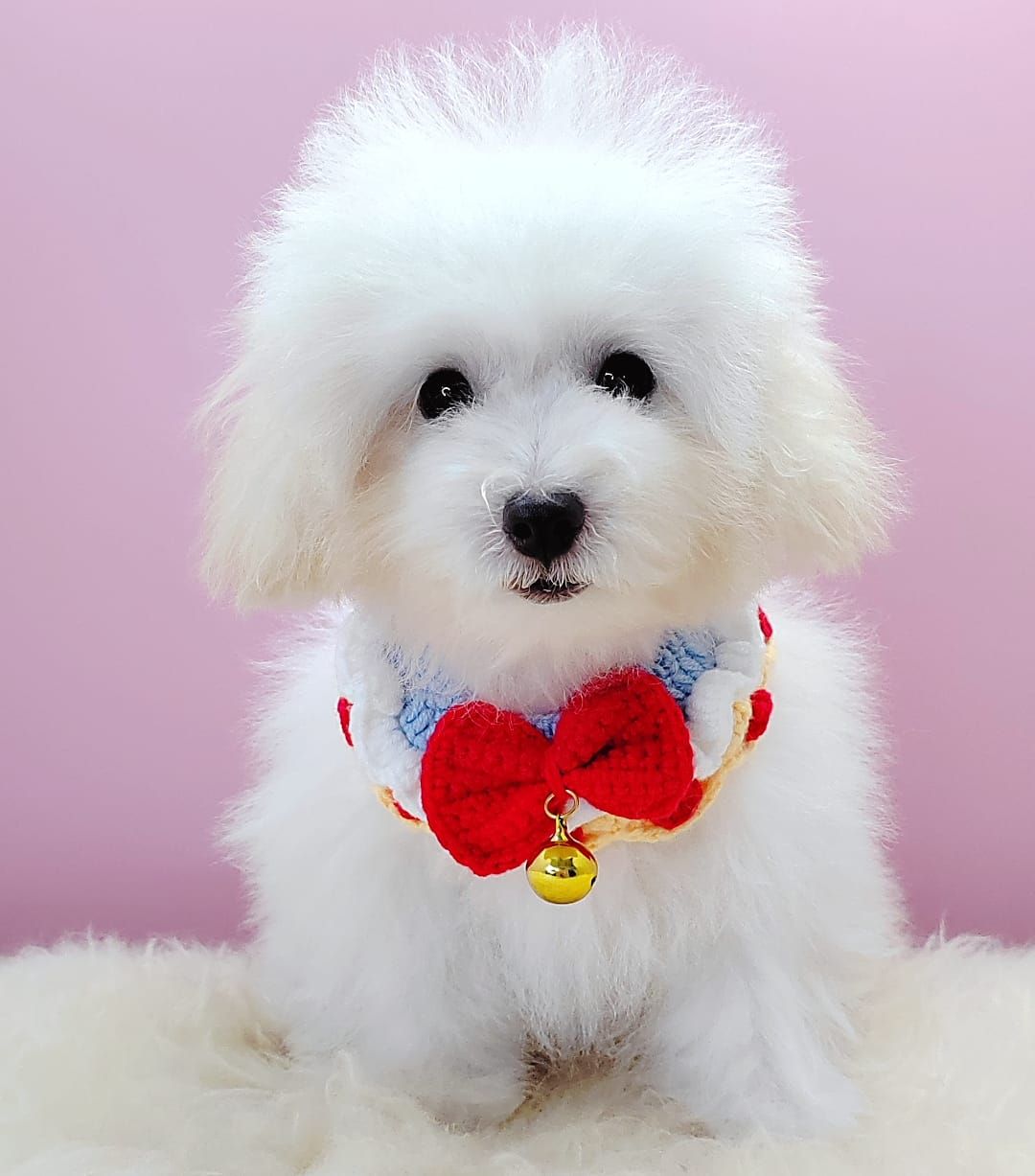 Poodle 娉拌开璐靛