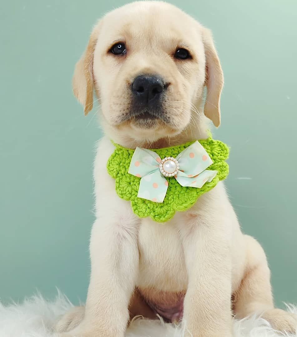 Labrador Retriever 拉布拉多