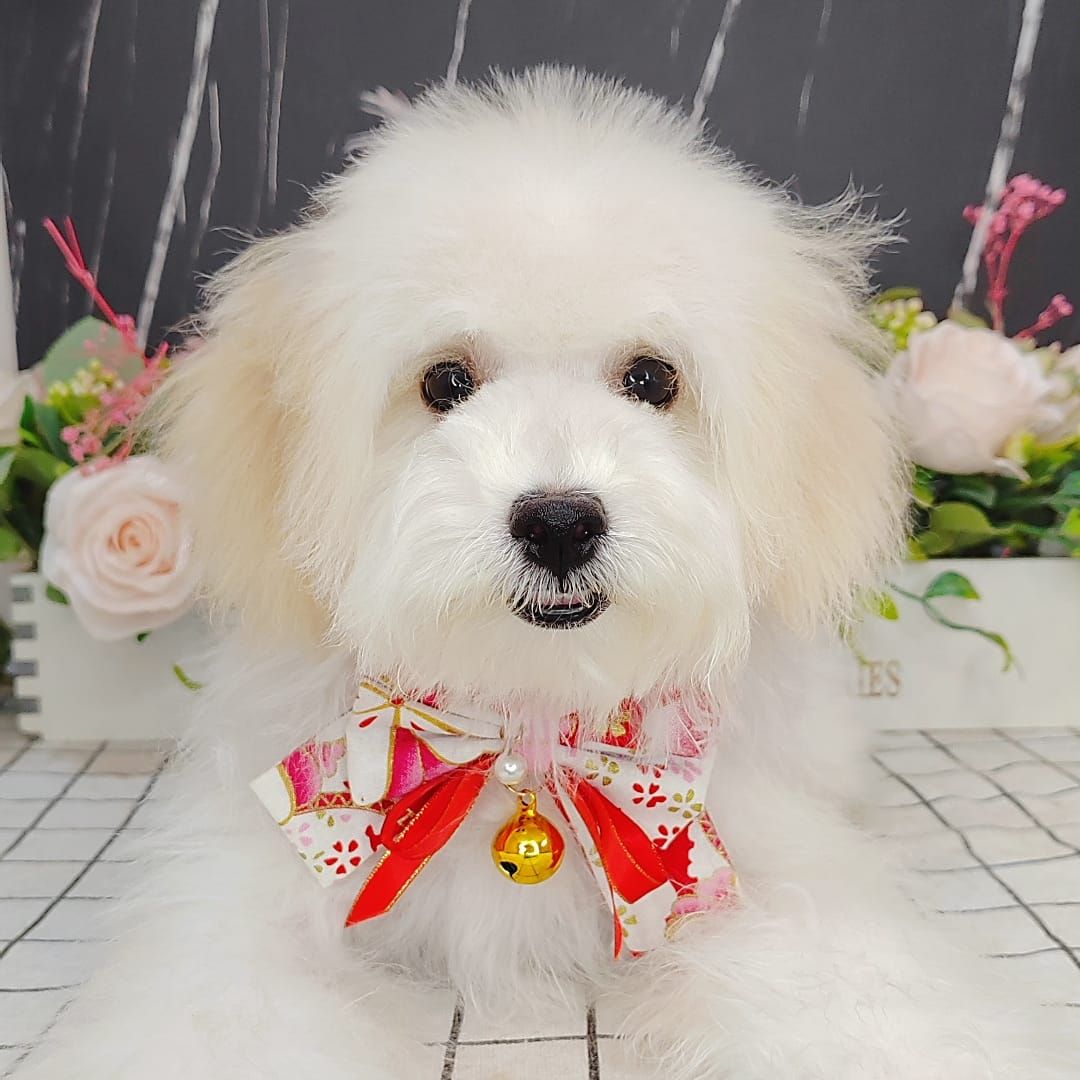 Maltipoo 马尔泰迪