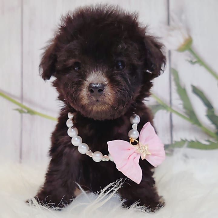 Poodle 娉拌开璐靛