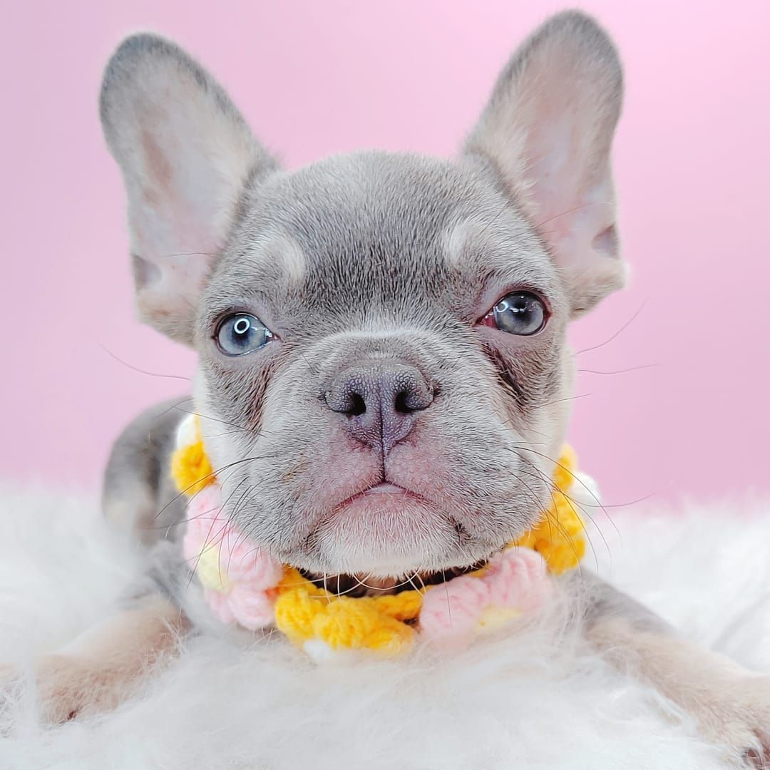 French Bulldog 法斗