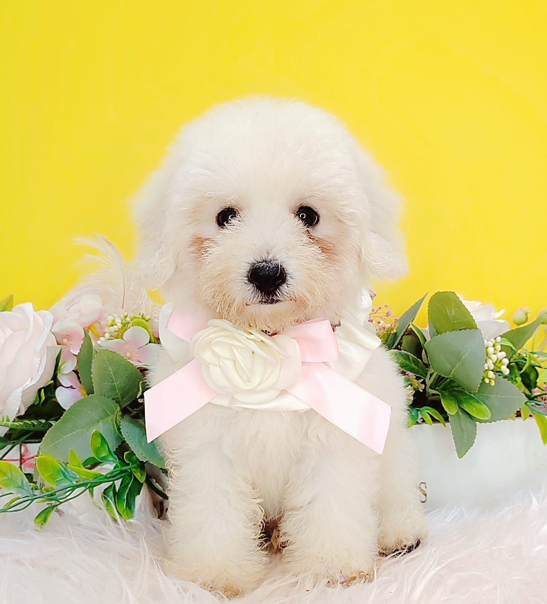 Poodle 娉拌开璐靛