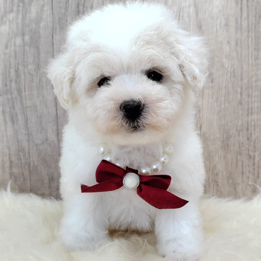 Poodle 娉拌开璐靛