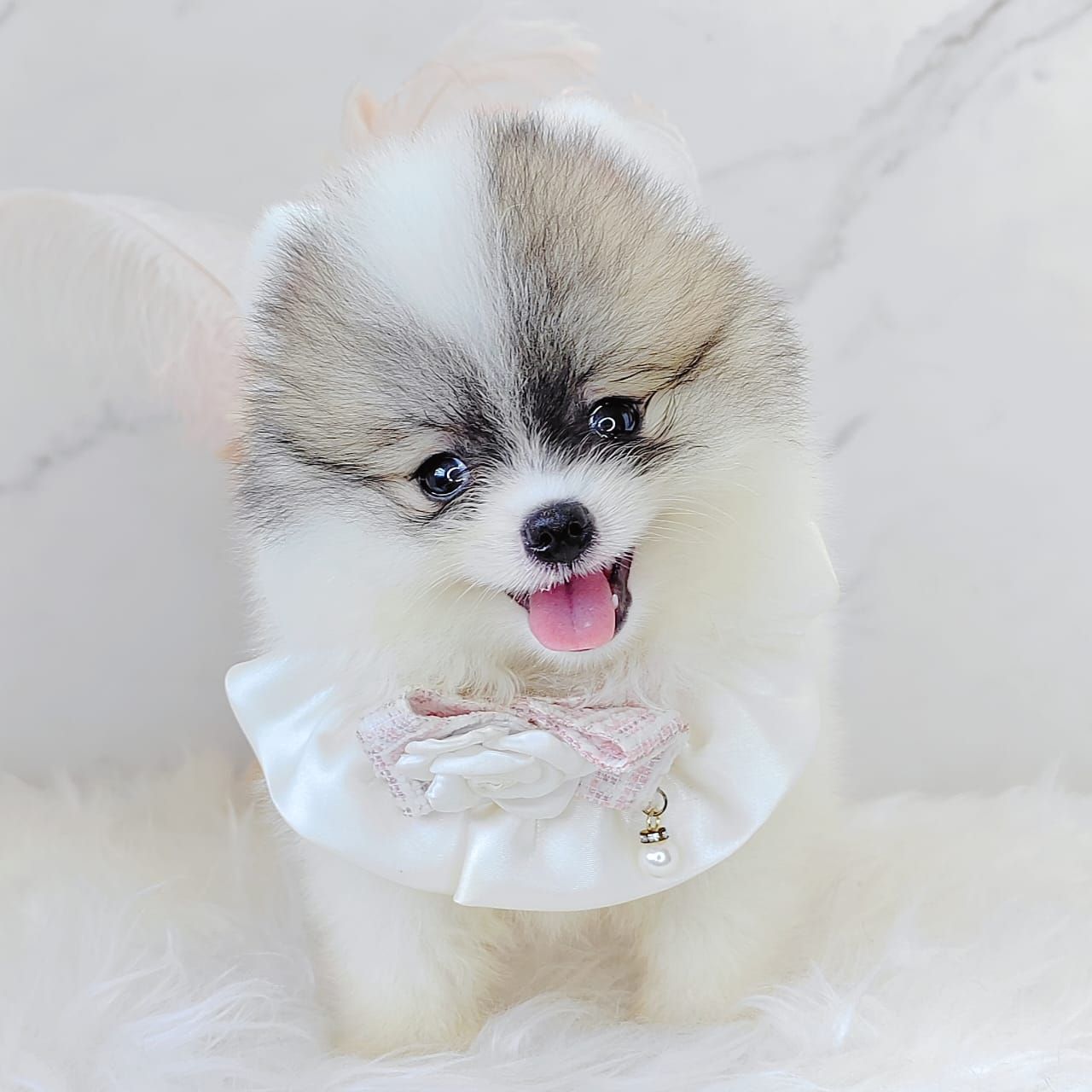 Pomeranian 博美