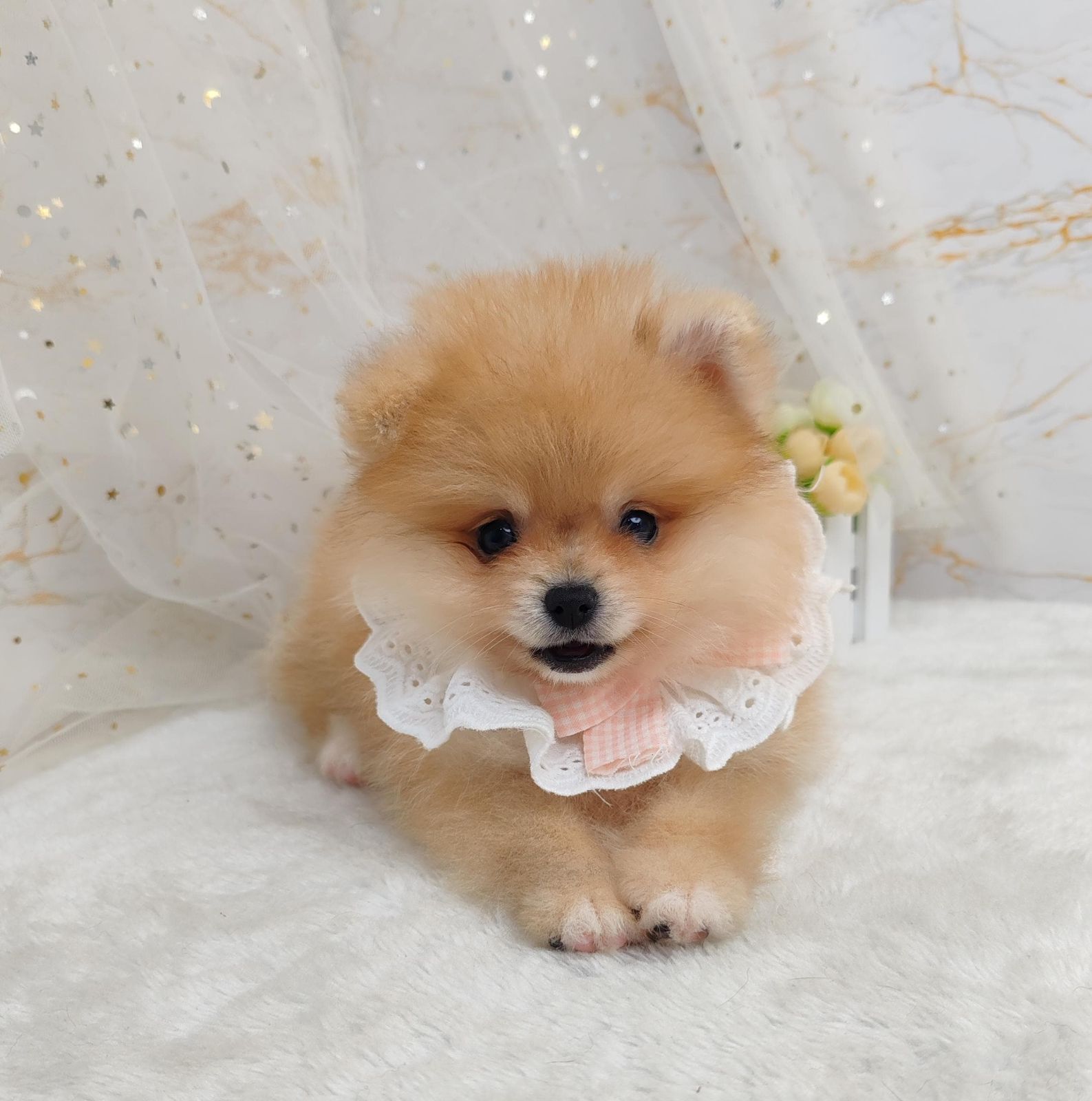 Pomeranian 博美