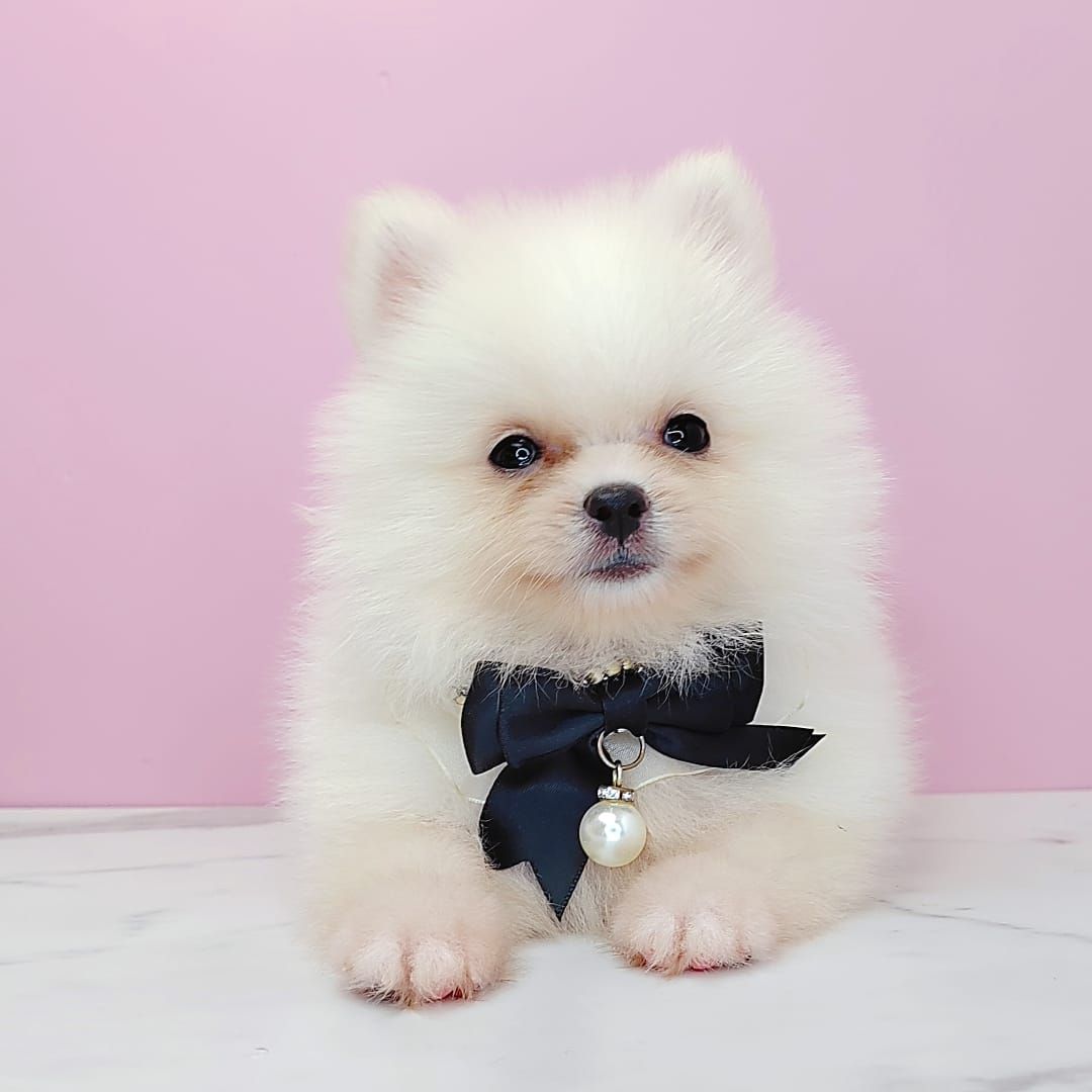 Pomeranian 博美
