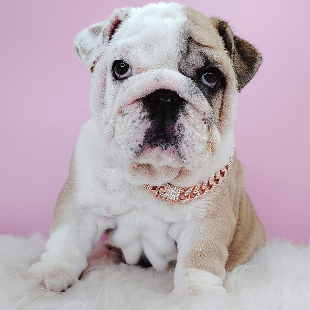 English Bulldog 英国斗牛犬