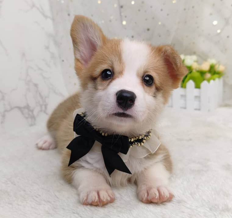 Welsh Corgi 柯基