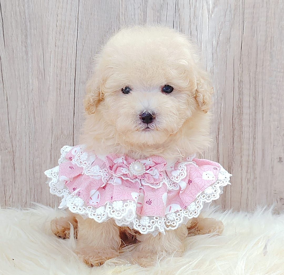 Poodle 娉拌开璐靛