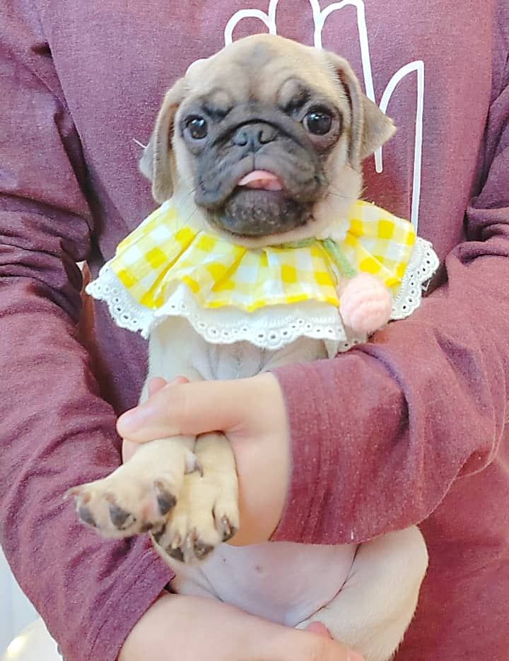 Pug 巴哥