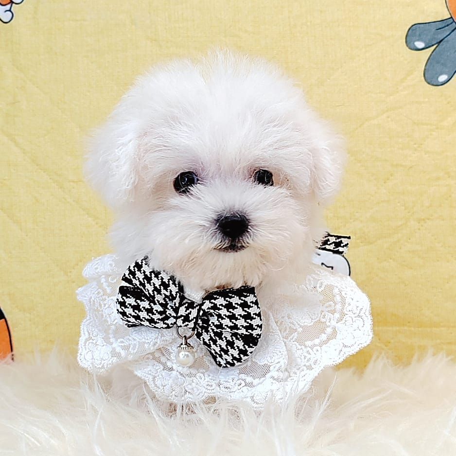  Bichon Frise 比熊