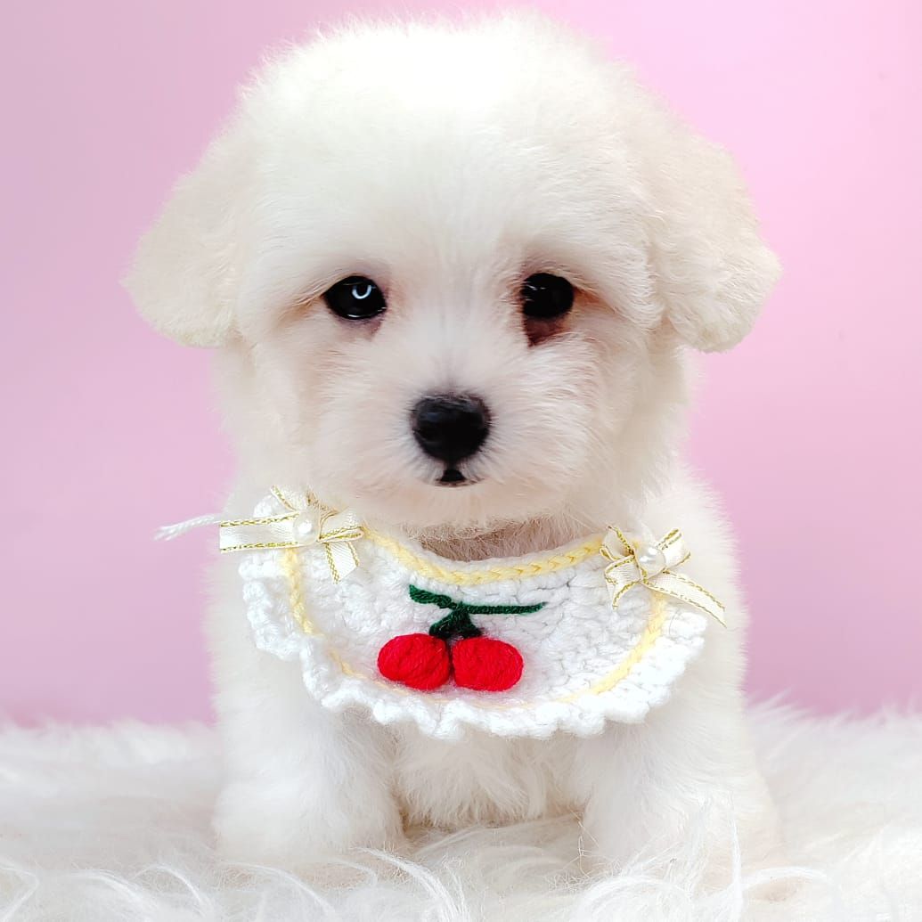 Bichonpoo 泰迪熊