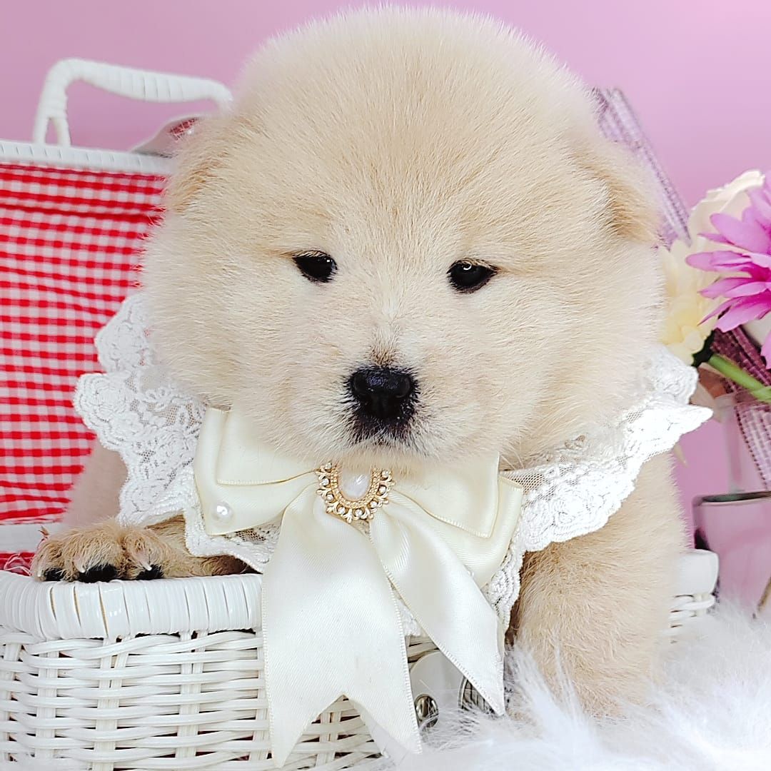 Chow Chow 松狮犬