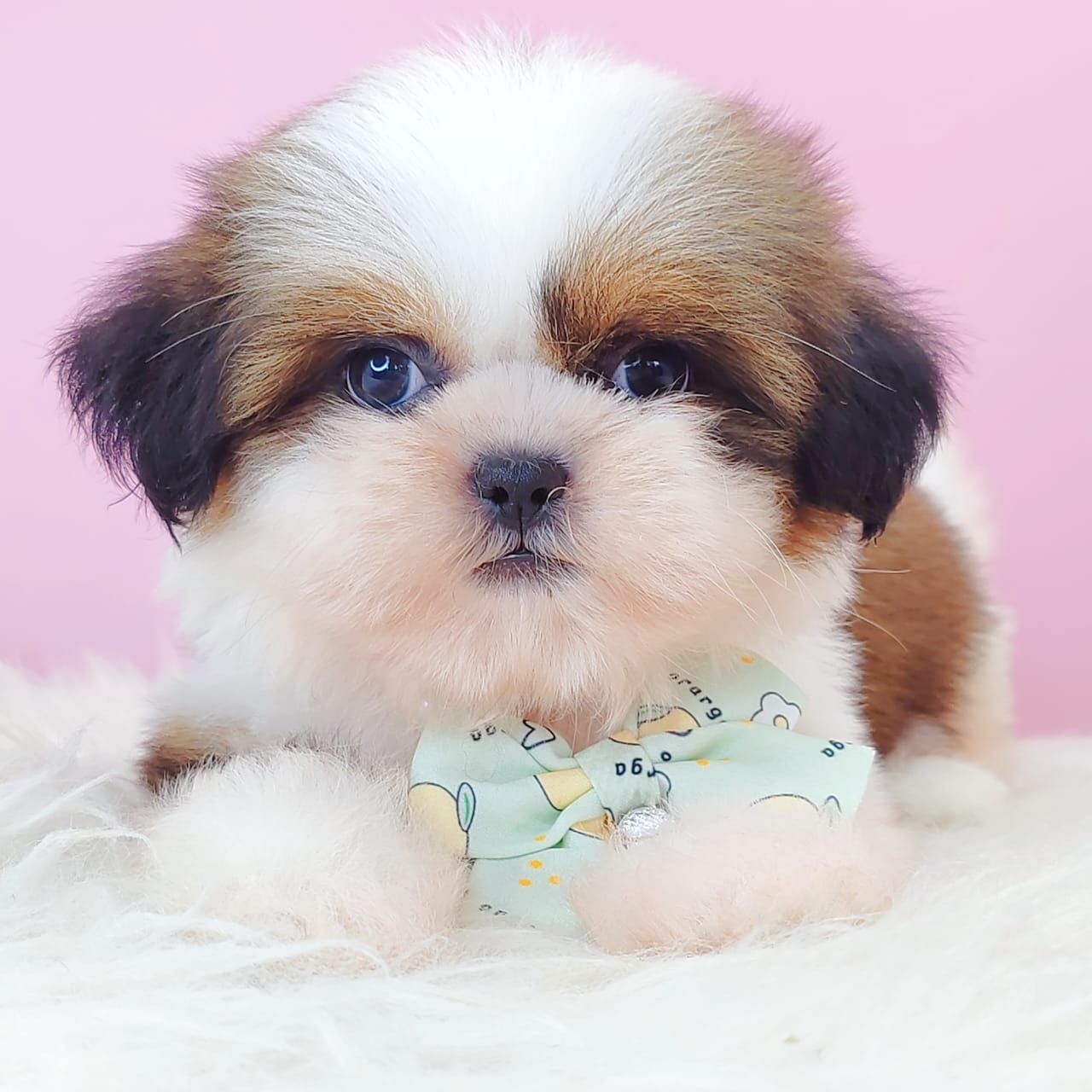 Shih Tzu 西施