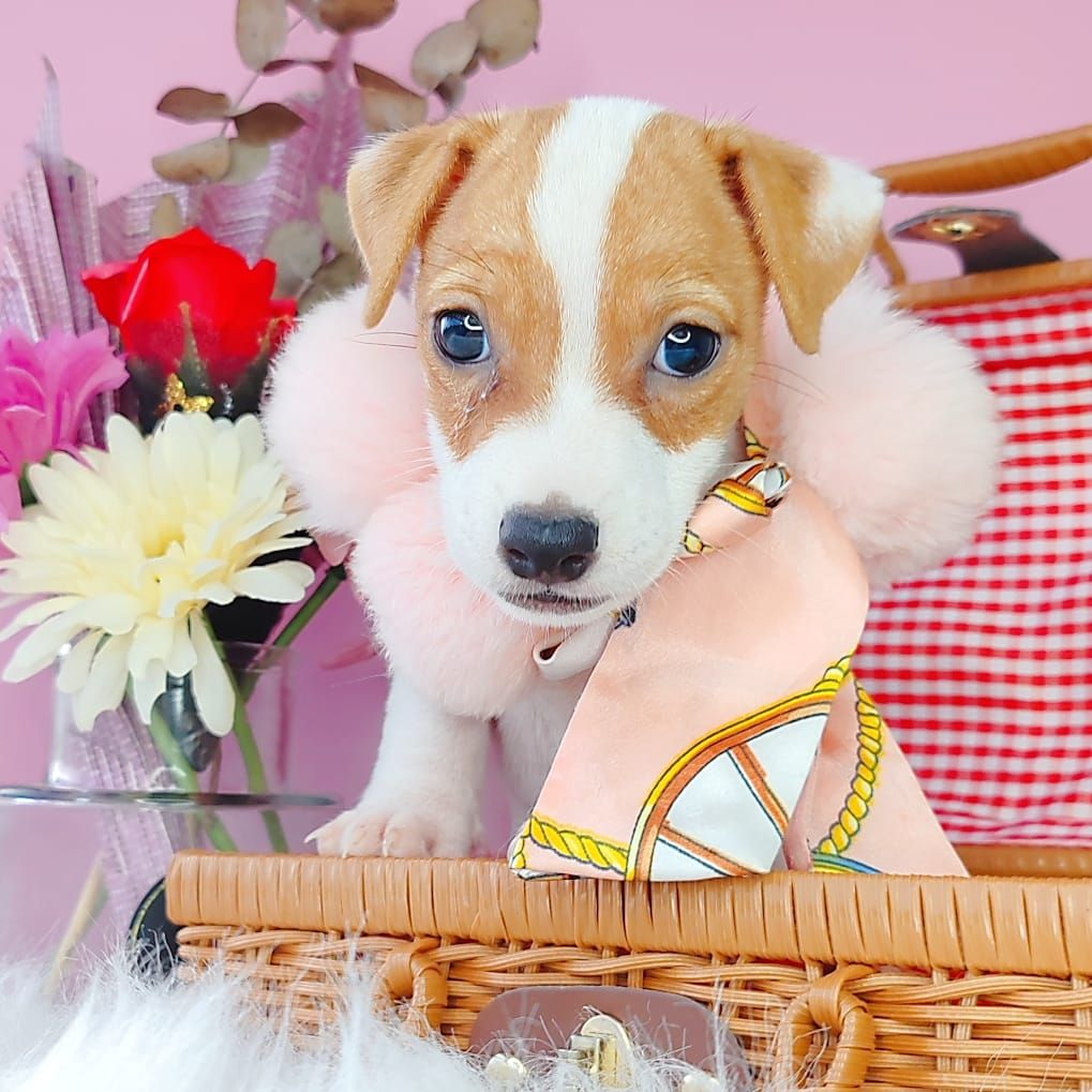 Jack Russell Terrier 杰克罗素梗