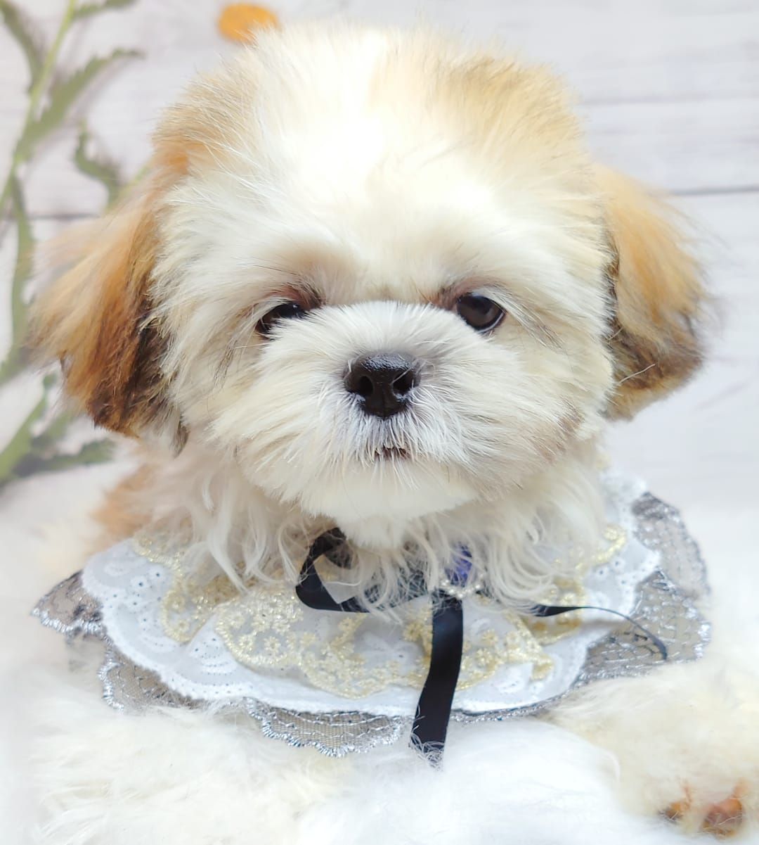Shih Tzu 西施