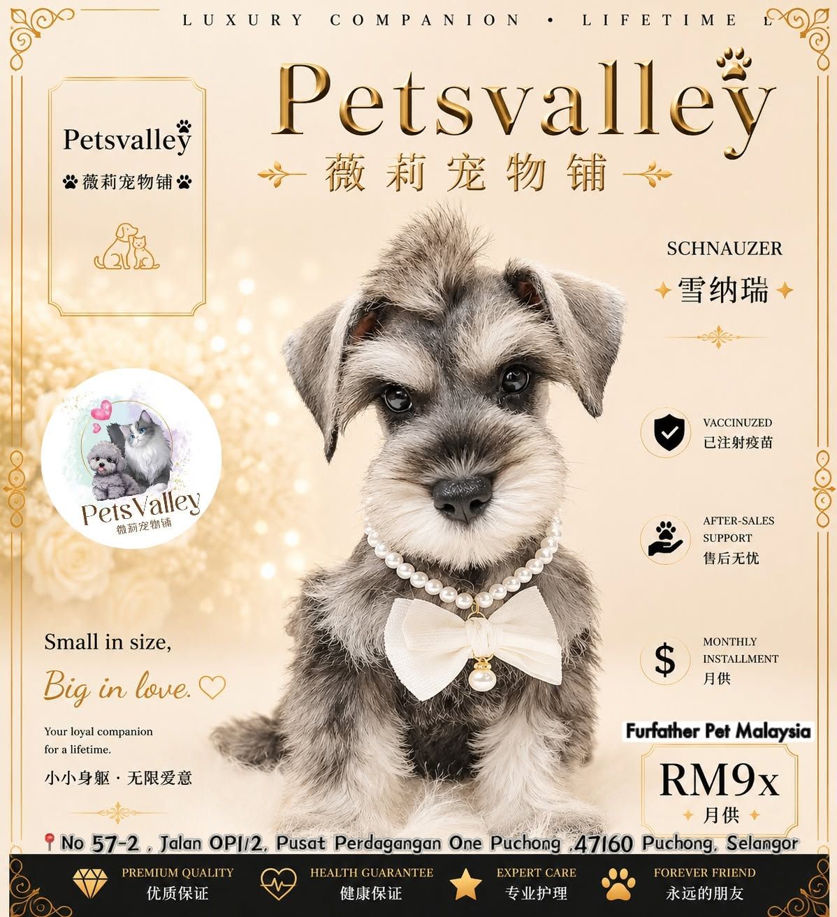 Schnauzer 雪纳瑞
