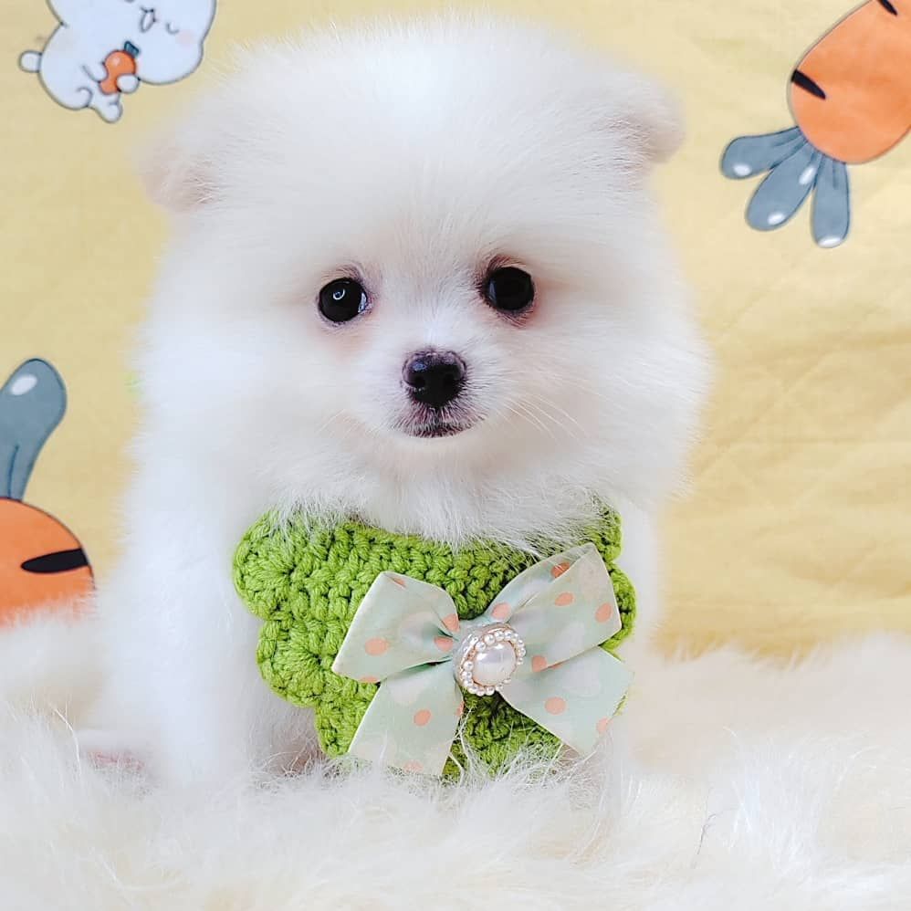 Pomeranian 博美